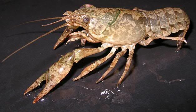 State of Mi. Crayfish Species Checklist | Michigan Sportsman Forum